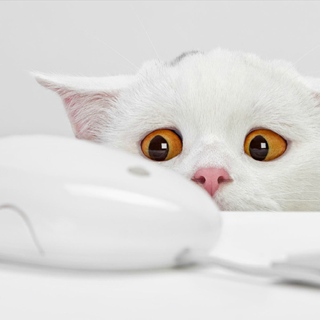 Кошки-мышки