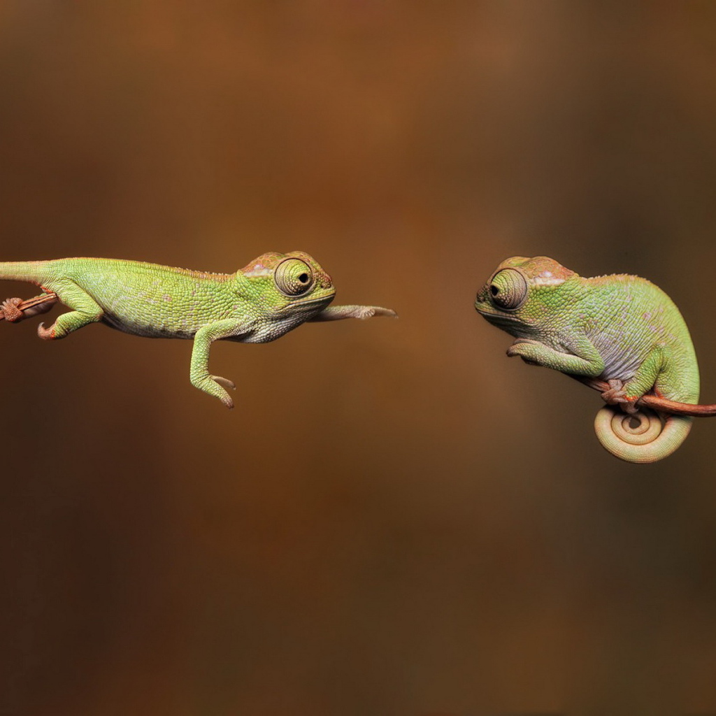 Хамелеоны