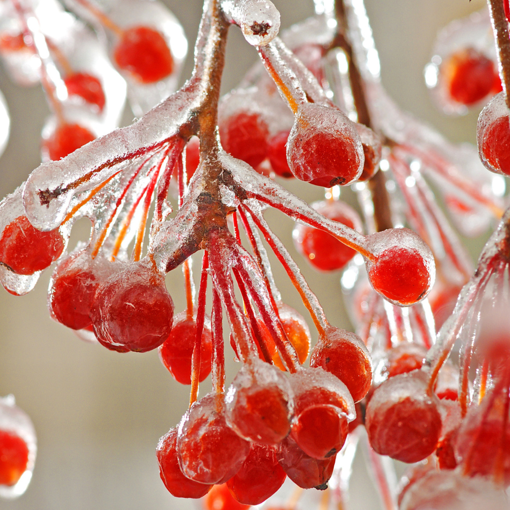 Рябина со льдом