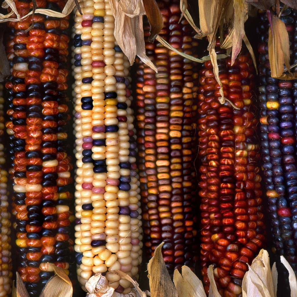 Разноцветные початки