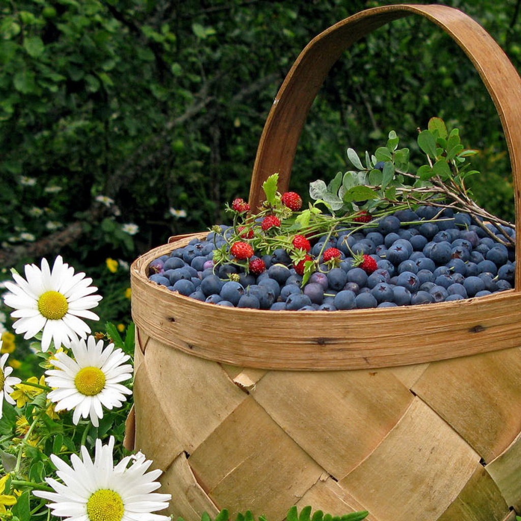 Корзина черники