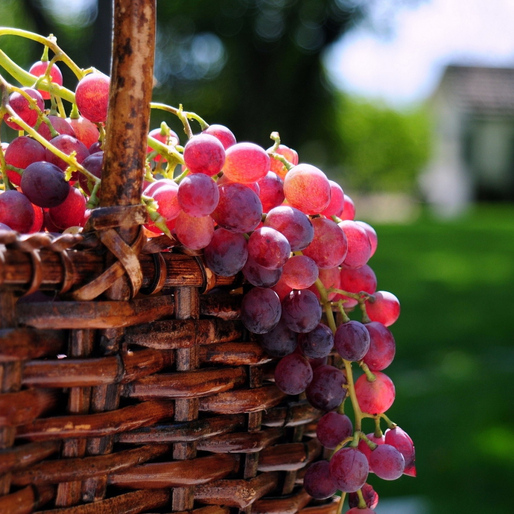 Корзина с виноградом