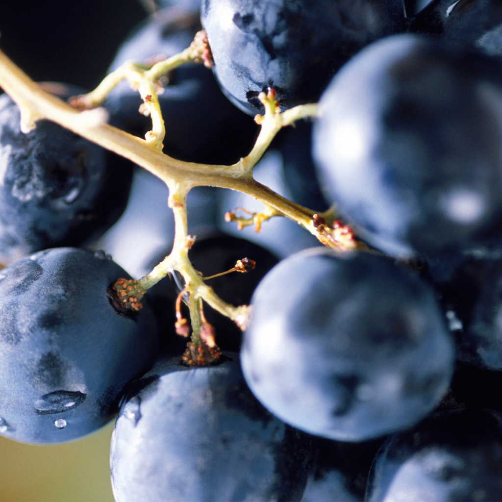 Виноградная лоза