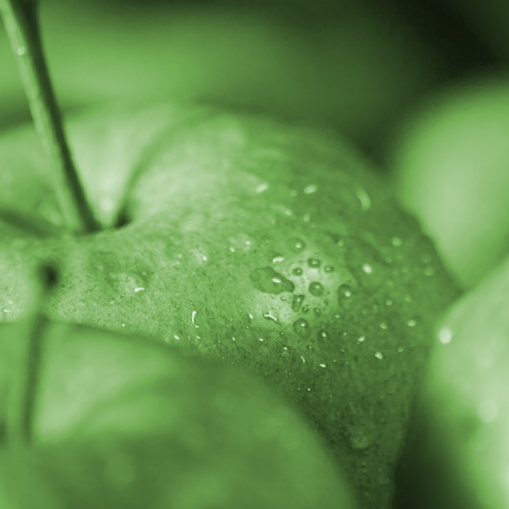 Зеленые яблочки