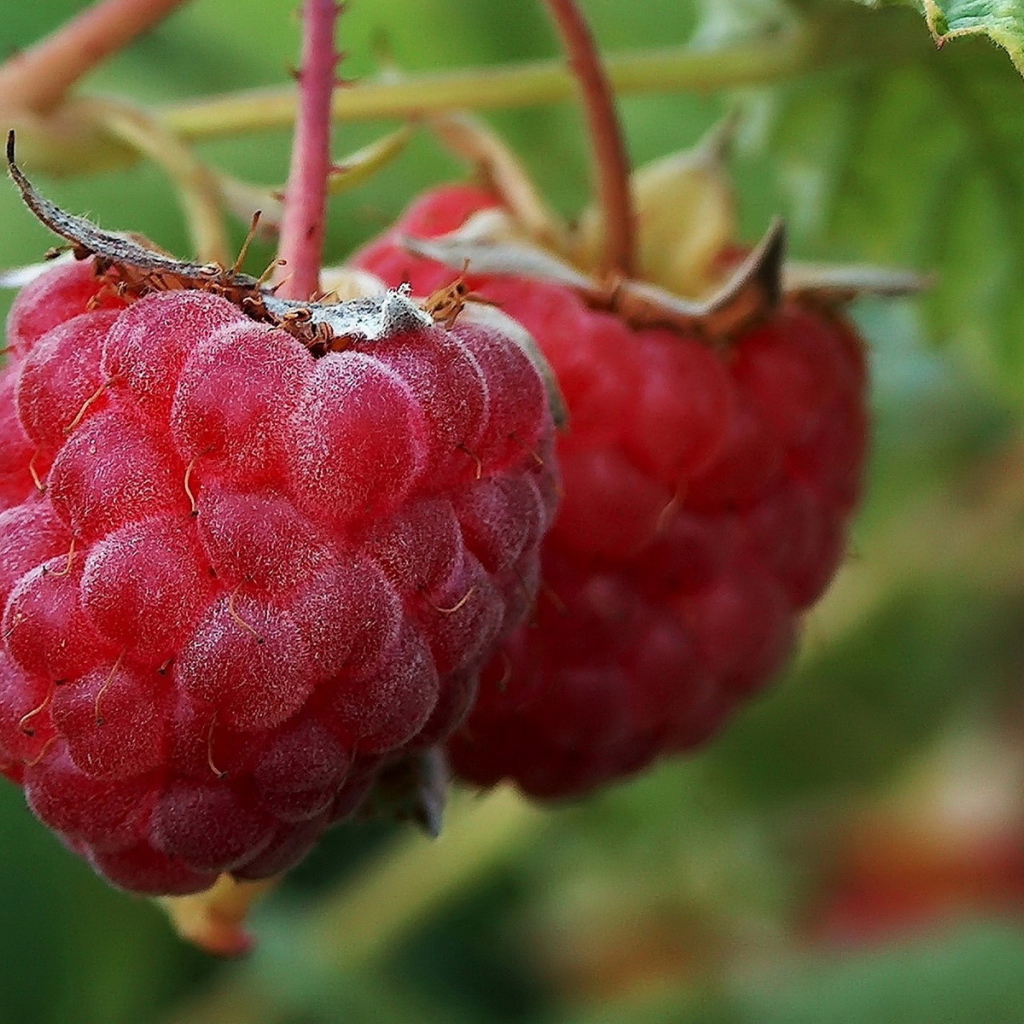 Малина на ветке