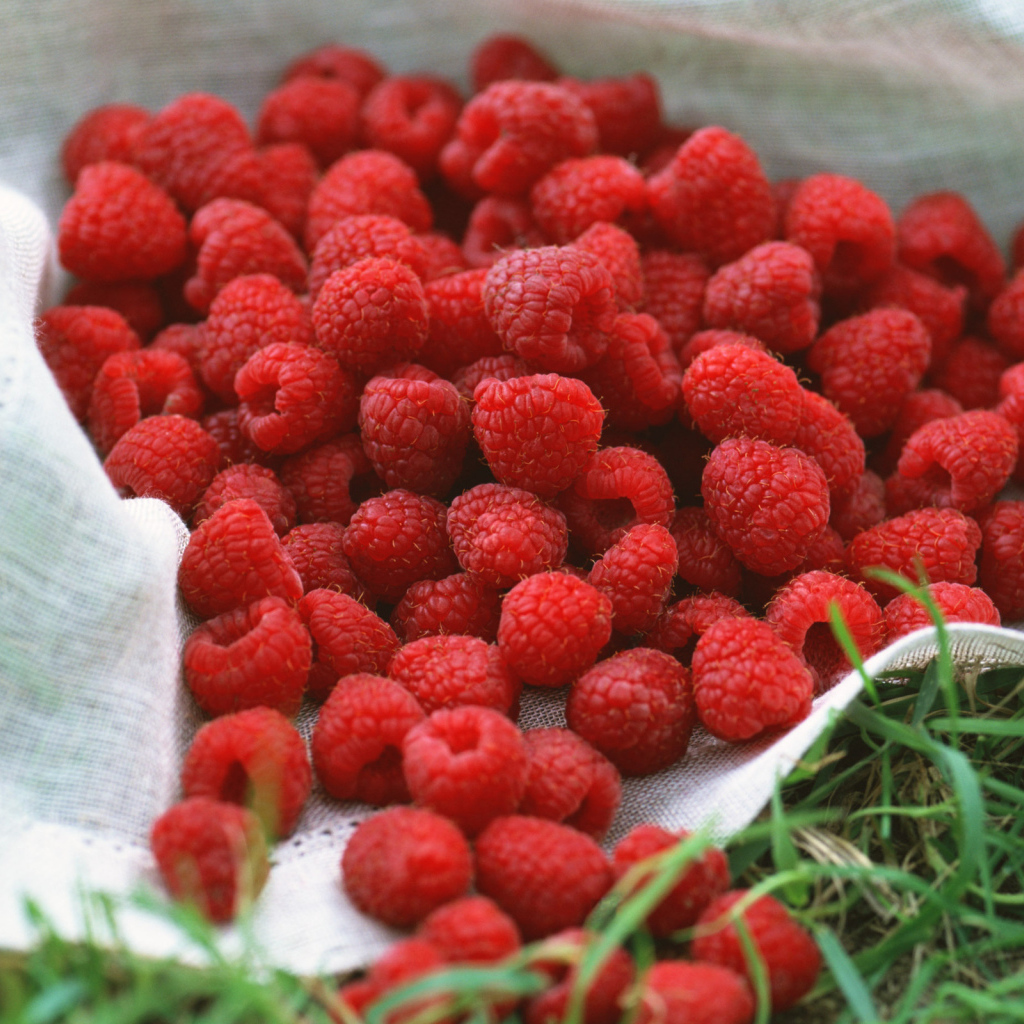 Сладкая малина