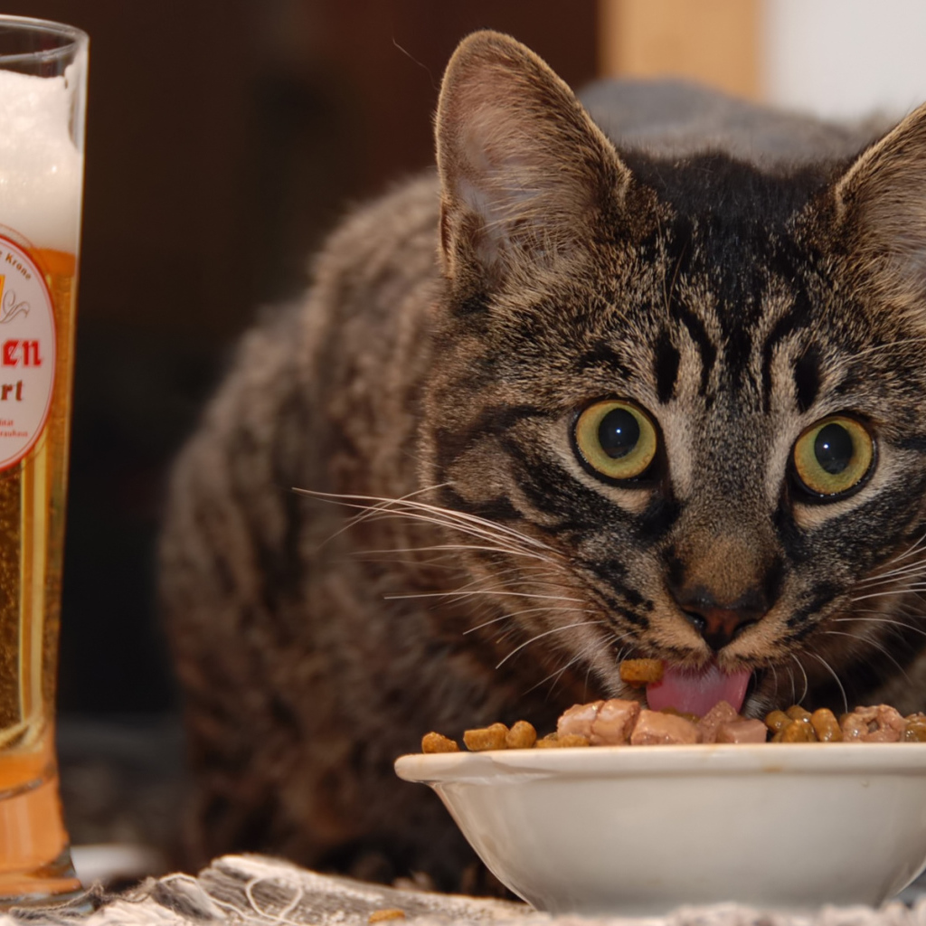 Cat and beer