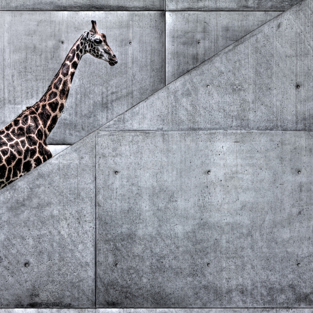 Жираф на лестнице
