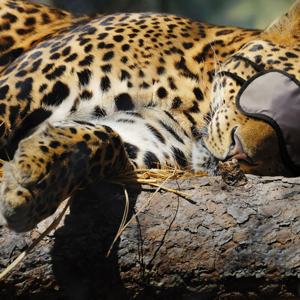 Спящая киса