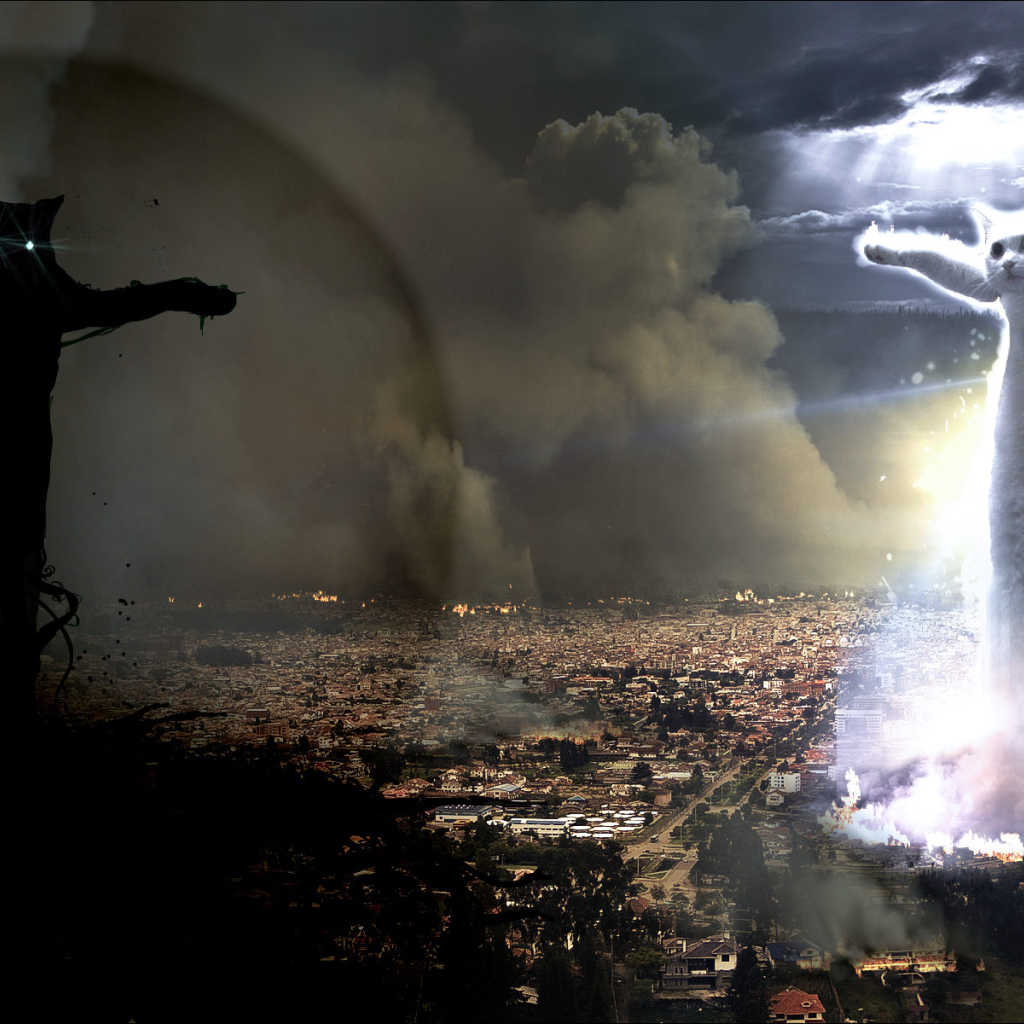 Война котов