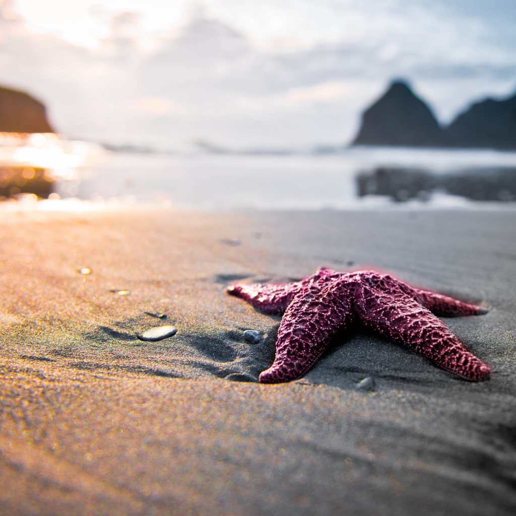 Морская звезда на песке