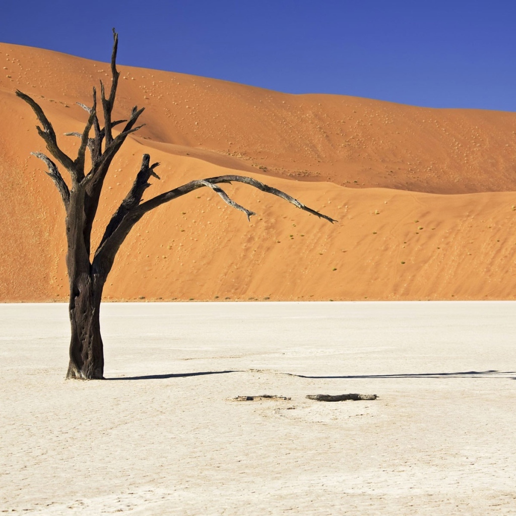 Засохшее дерево