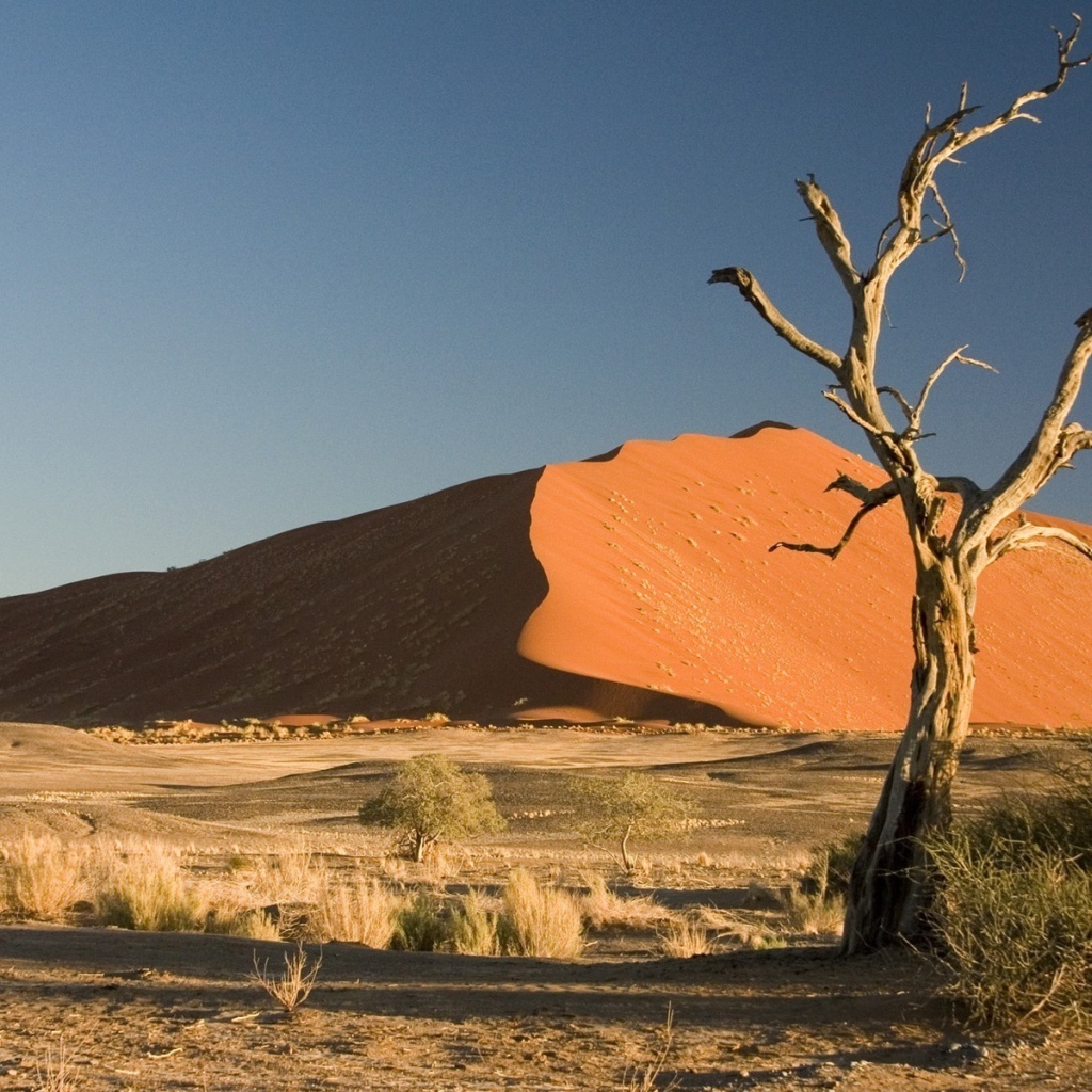 Сухое дерево в пустыне