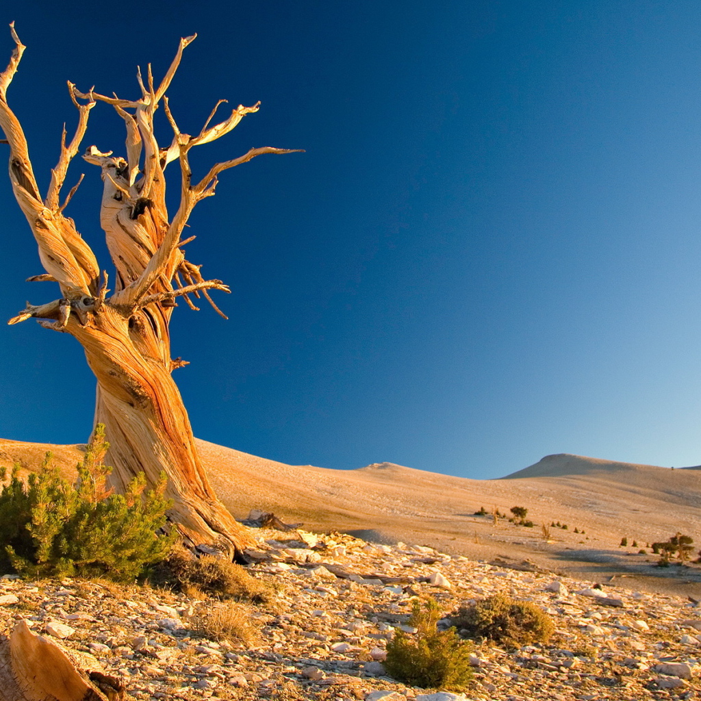 Сухое дерево в пустыне