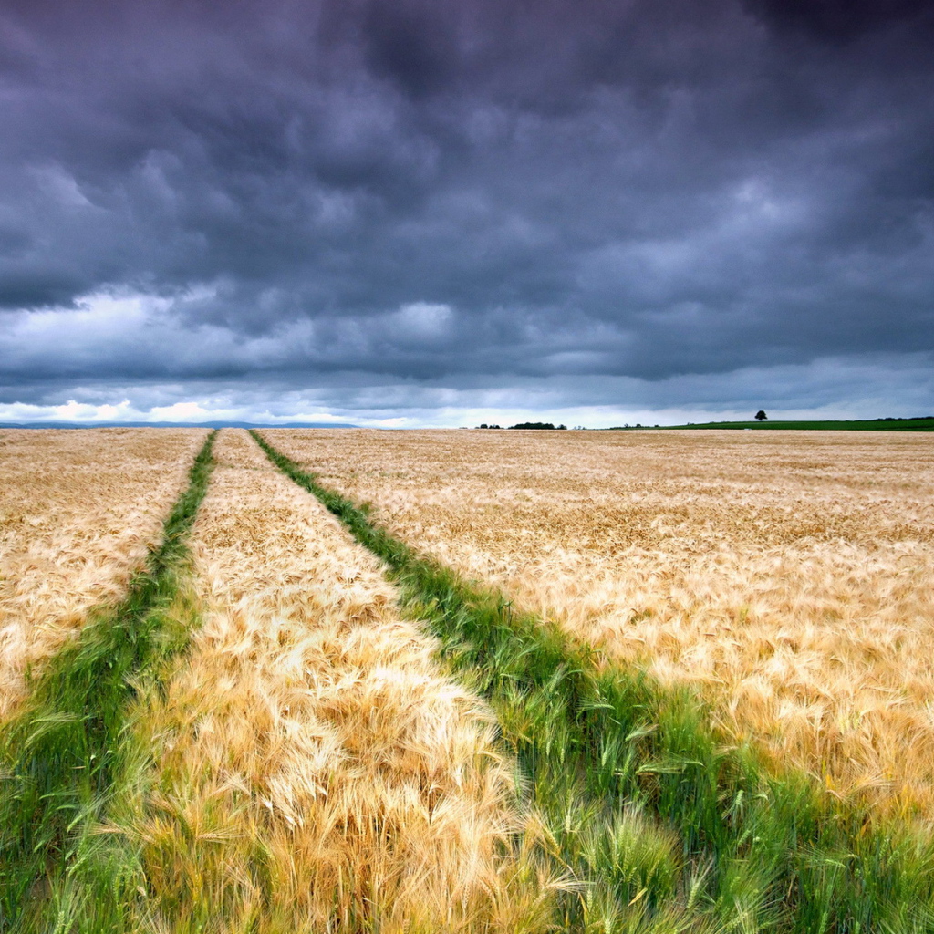 Колосящееся поле