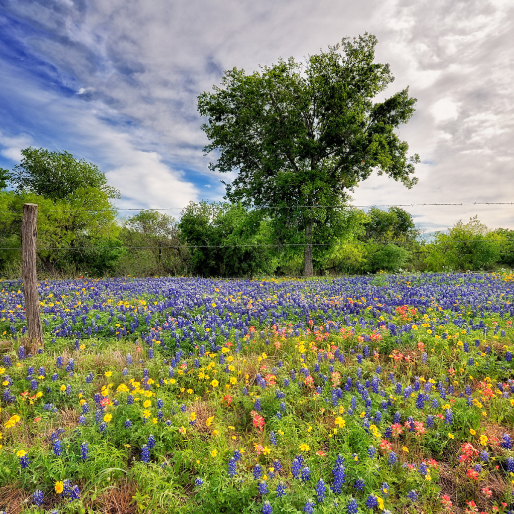 Поле люпинов