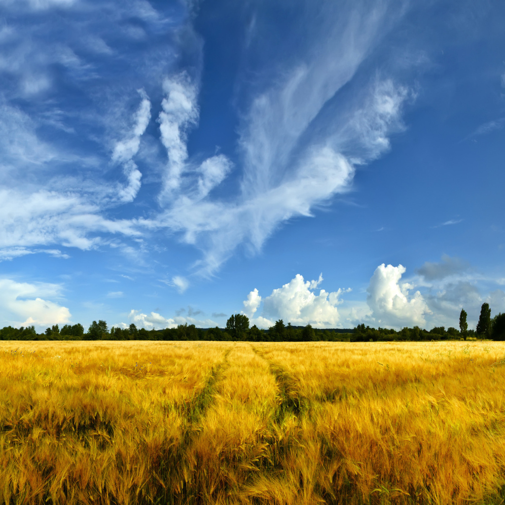 Рассвет солнца. Песня золотые поля. Стихи про колосья. Природа солнце. Золотое поле ржи.