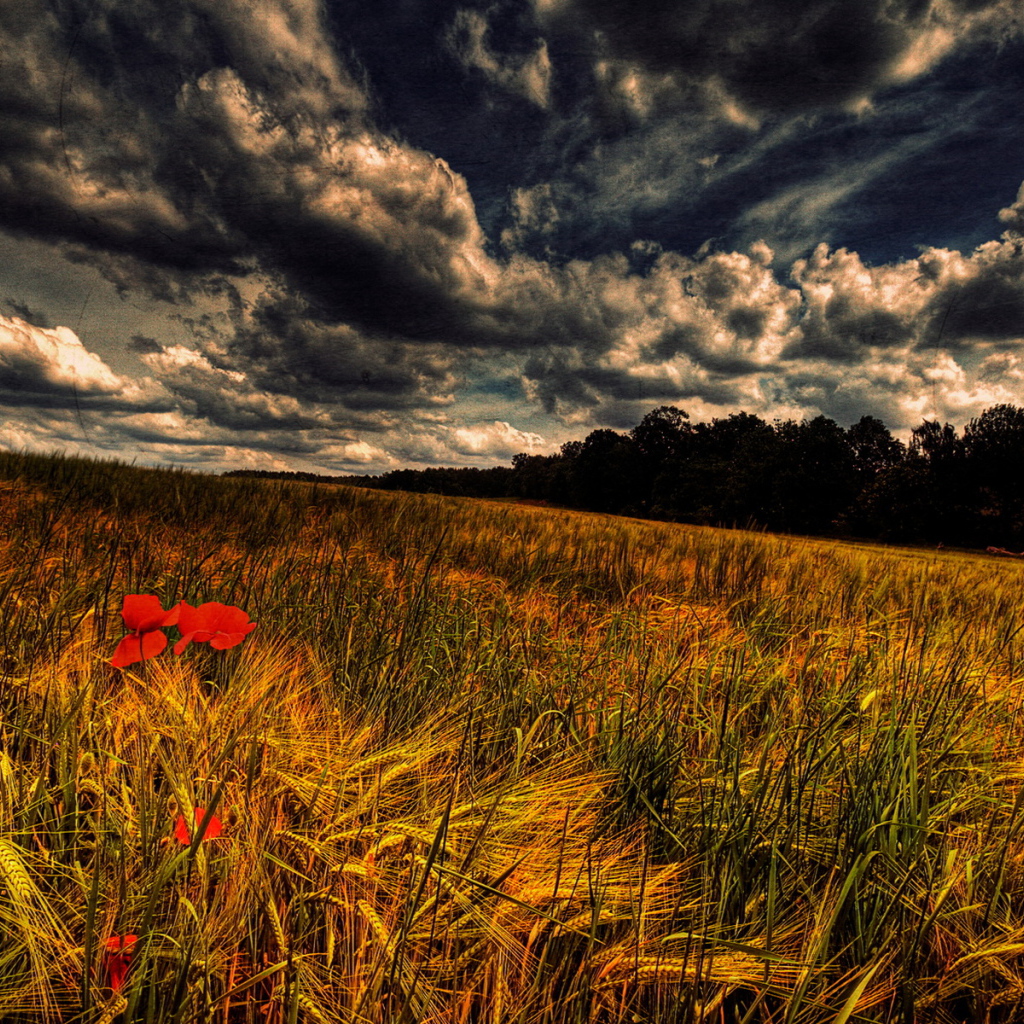 Злаки и маки