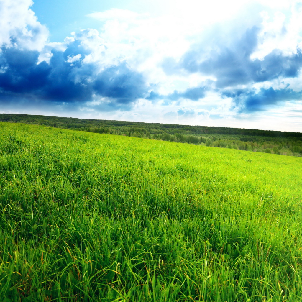 Зеленое поле