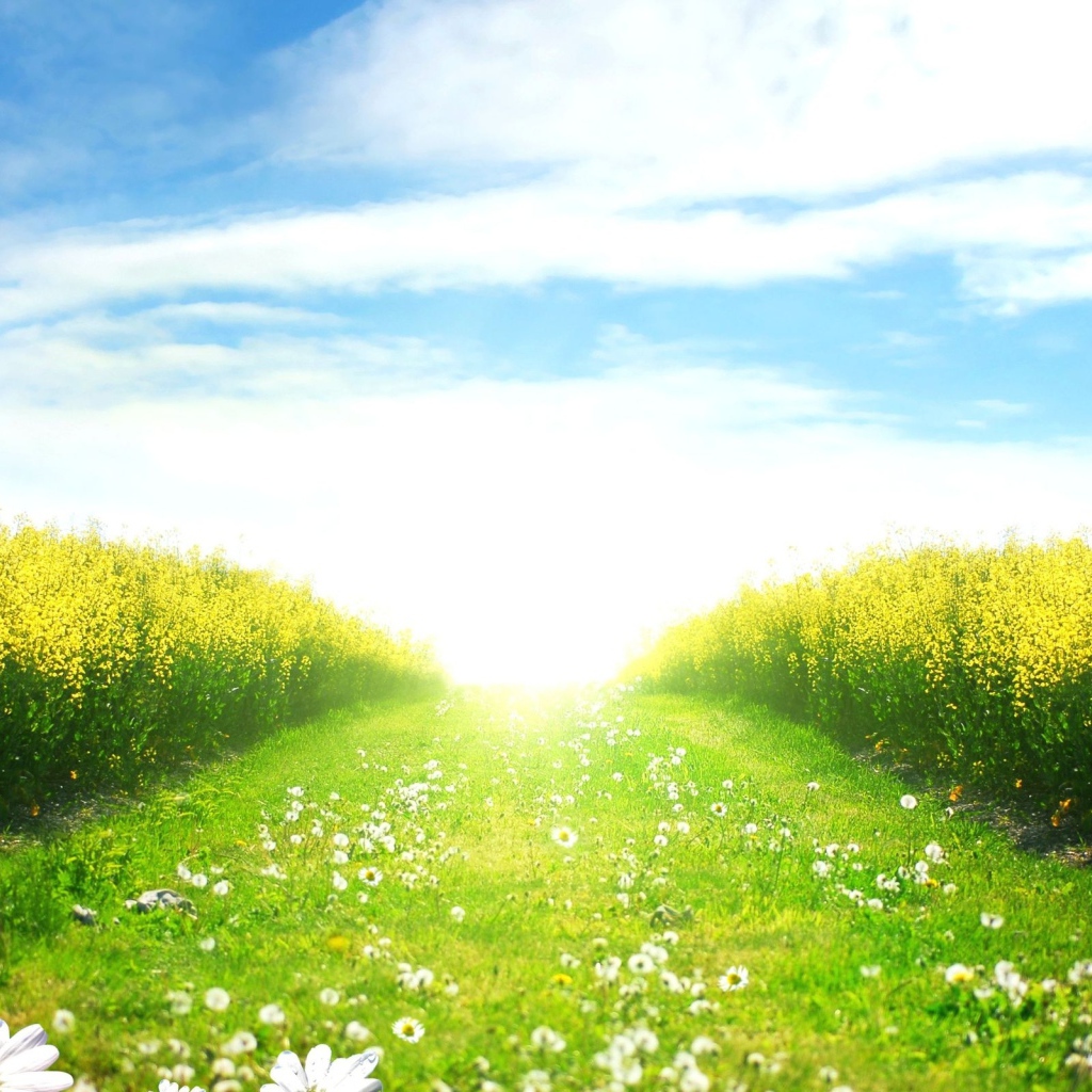 Зеленое поле