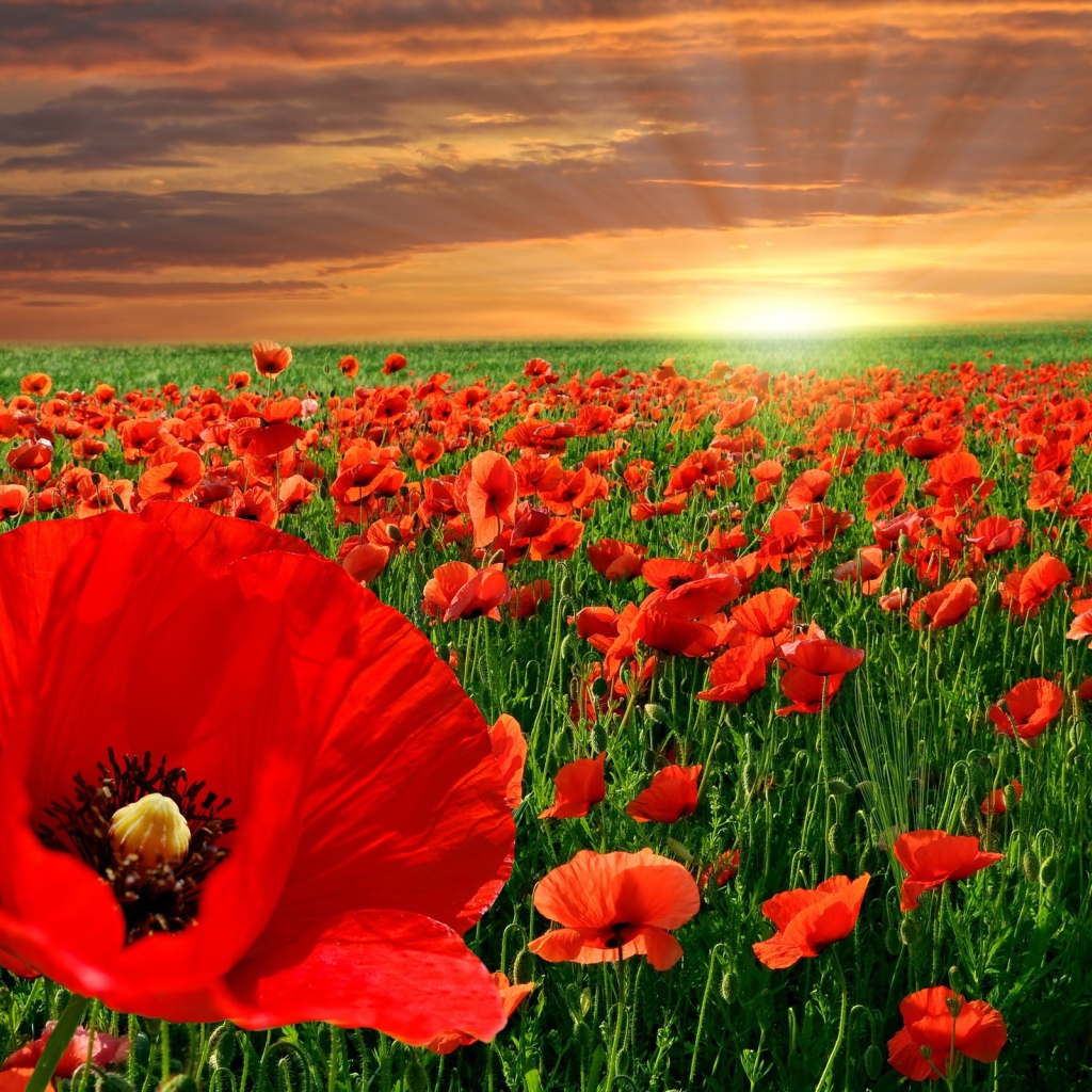 Маковое поле