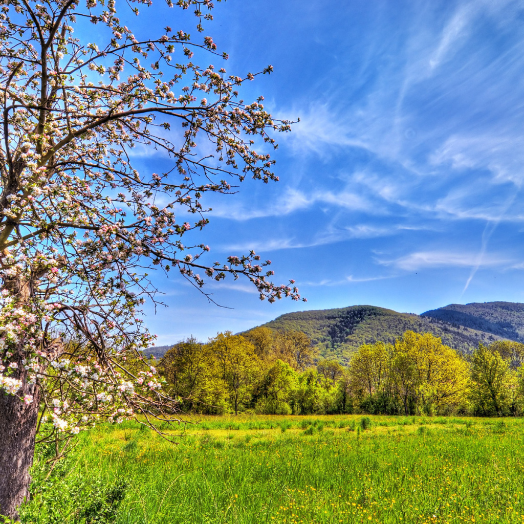 Весенний пейзаж