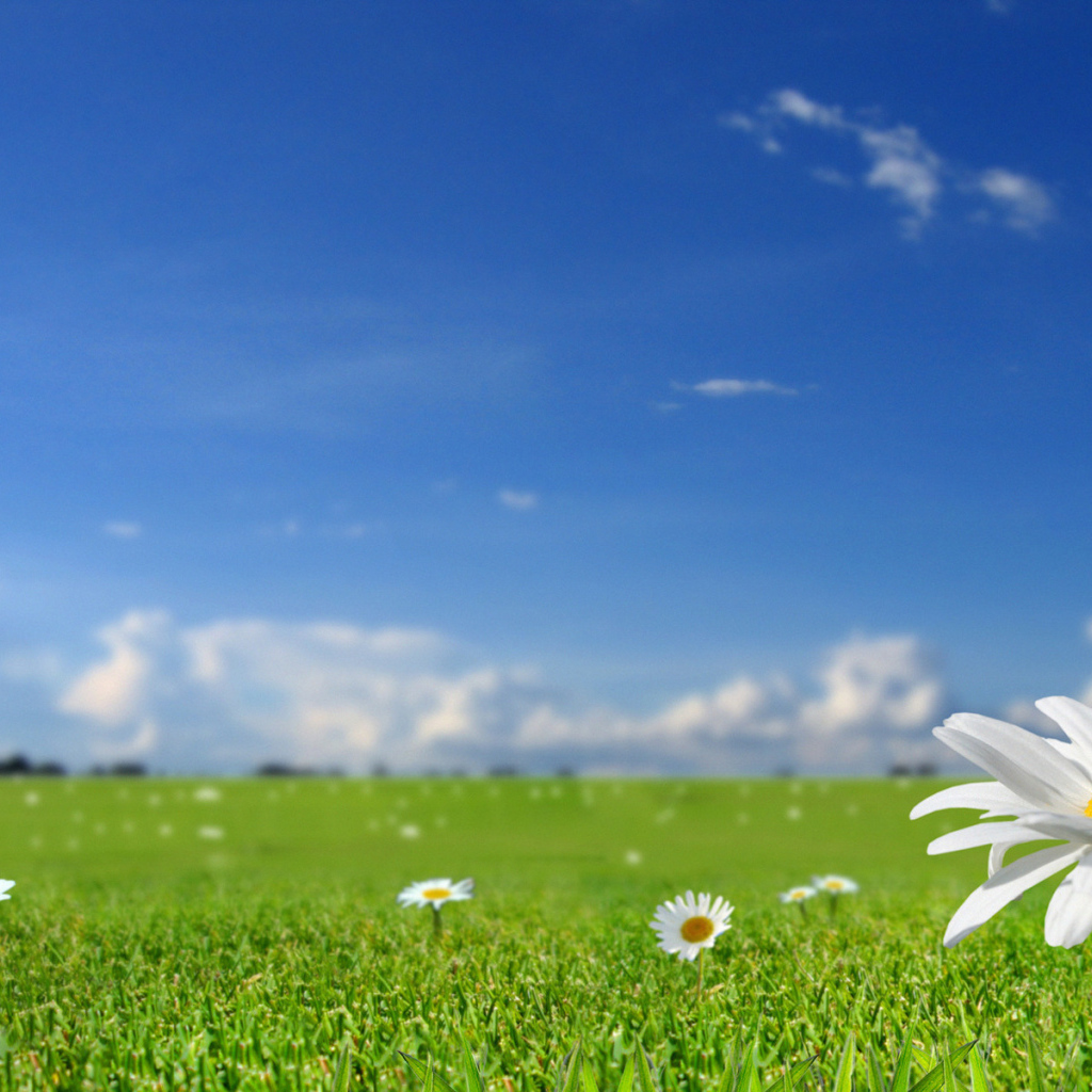 Летнее настроение