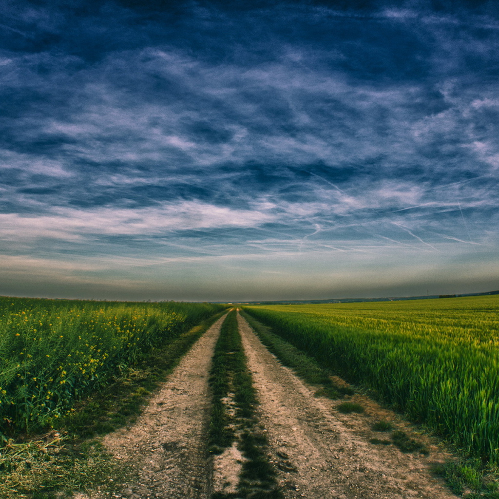 Дорога в поле