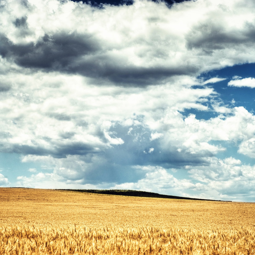 Пшеничное поле