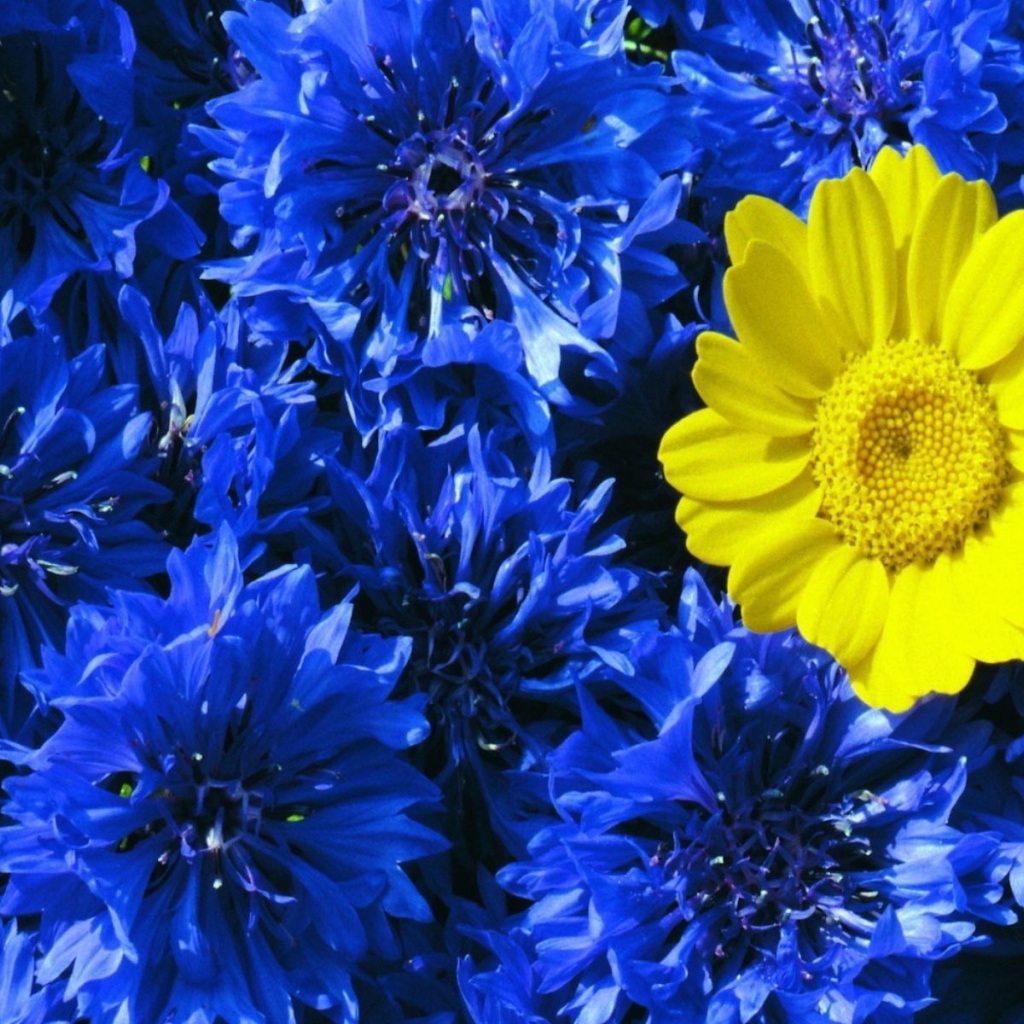 Среди васильков