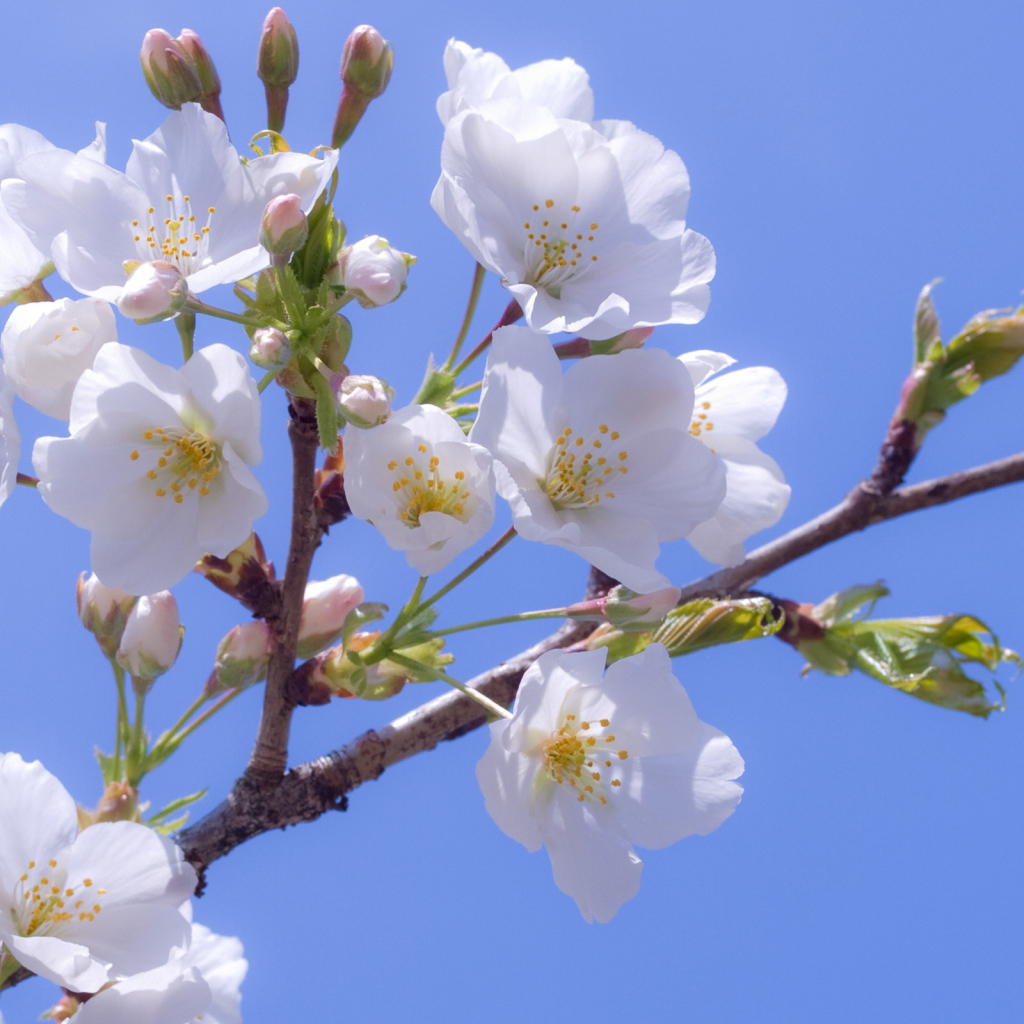 Яблоневый цвет