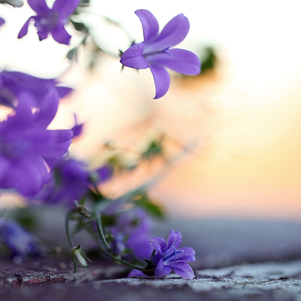 красивые Колокольчики