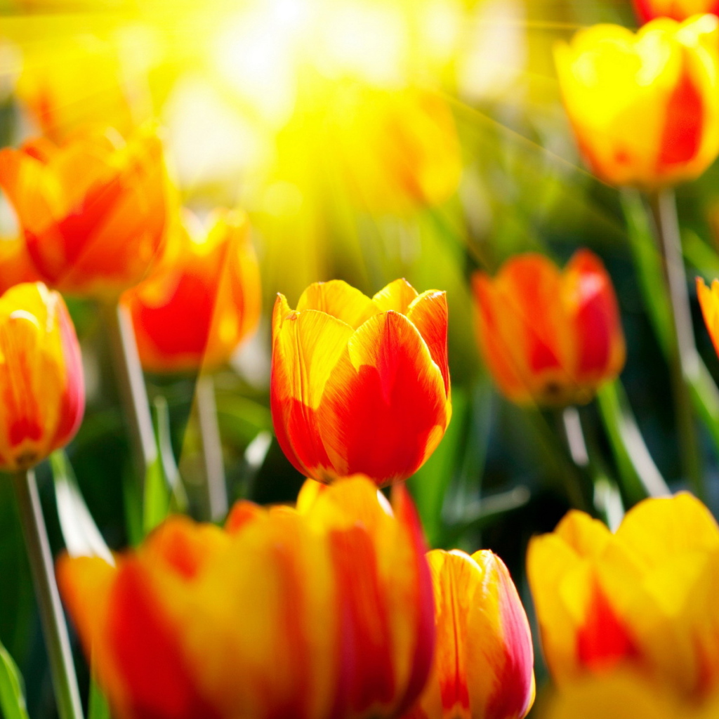 Красивые тюльпаны