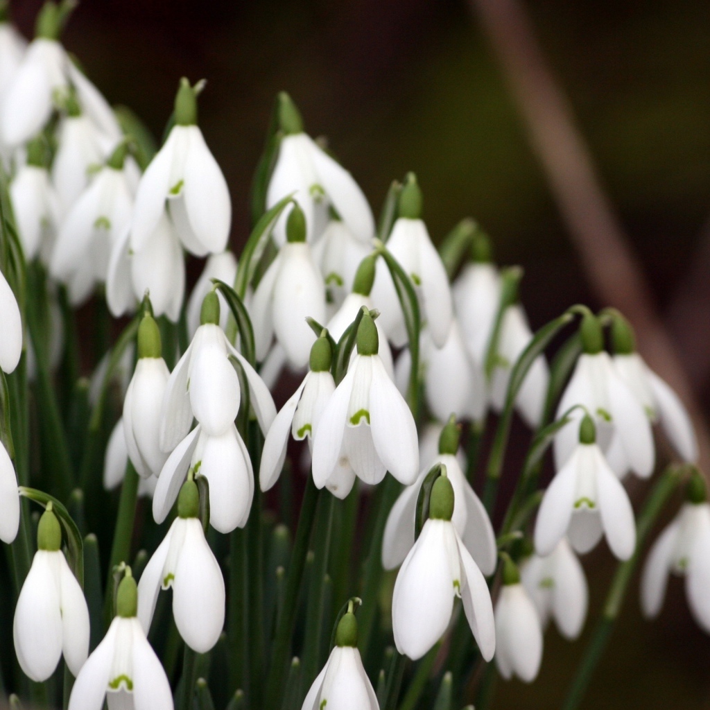 Красивые подснежники