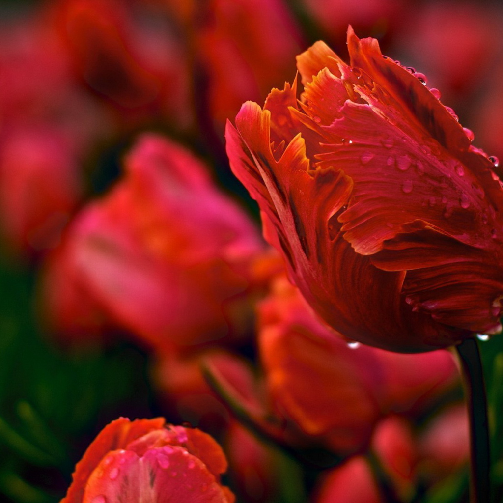 Красивые тюльпаны