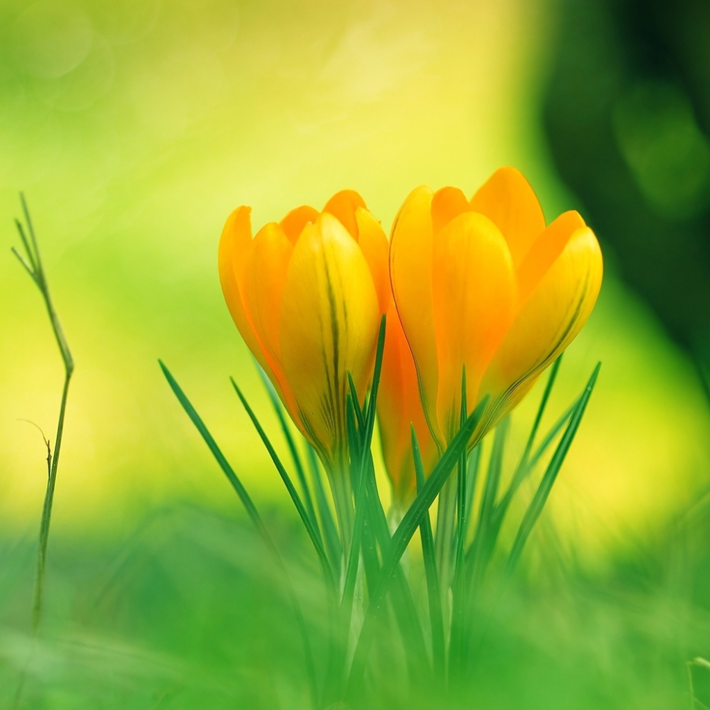 Красивые желтые цветы