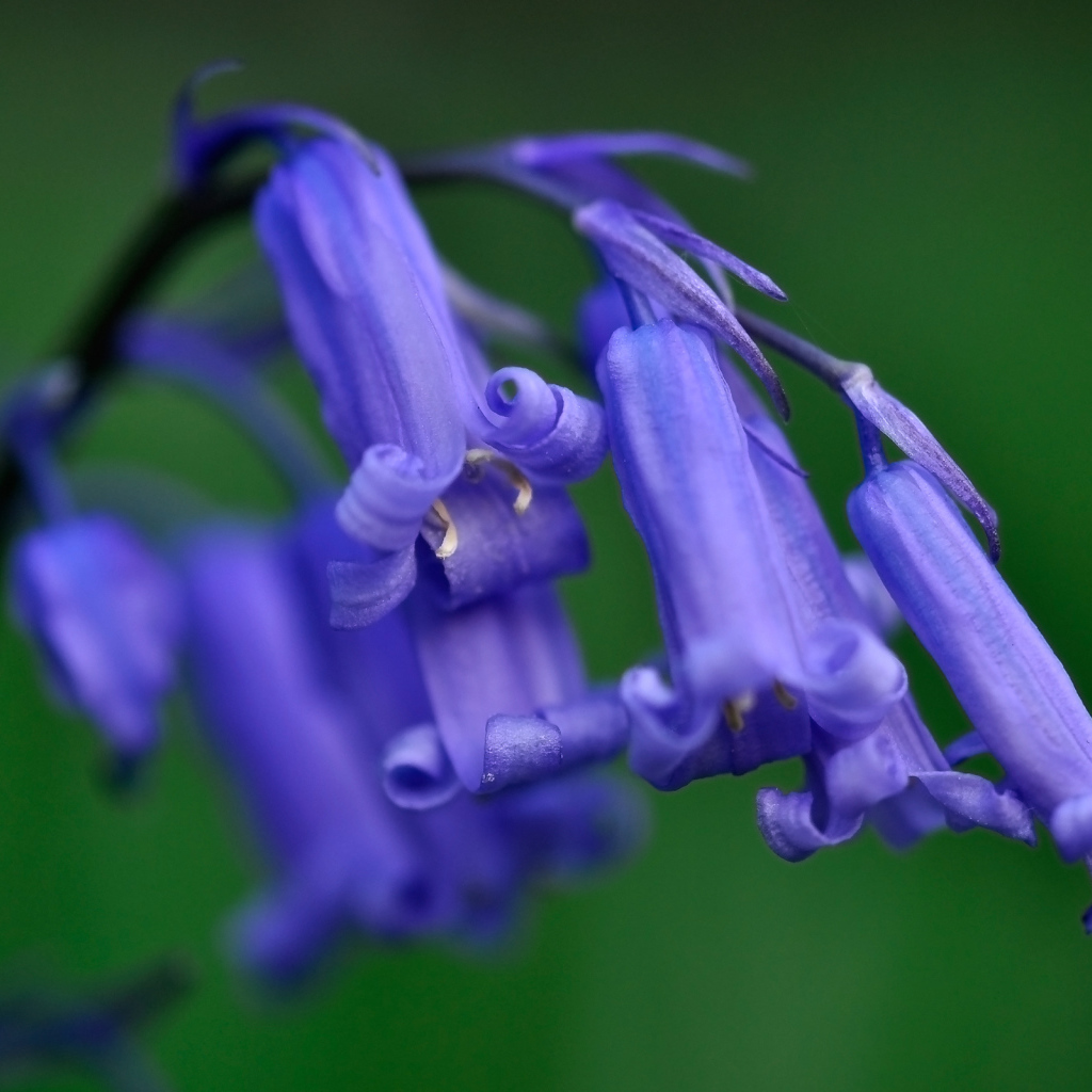 Колокольчики