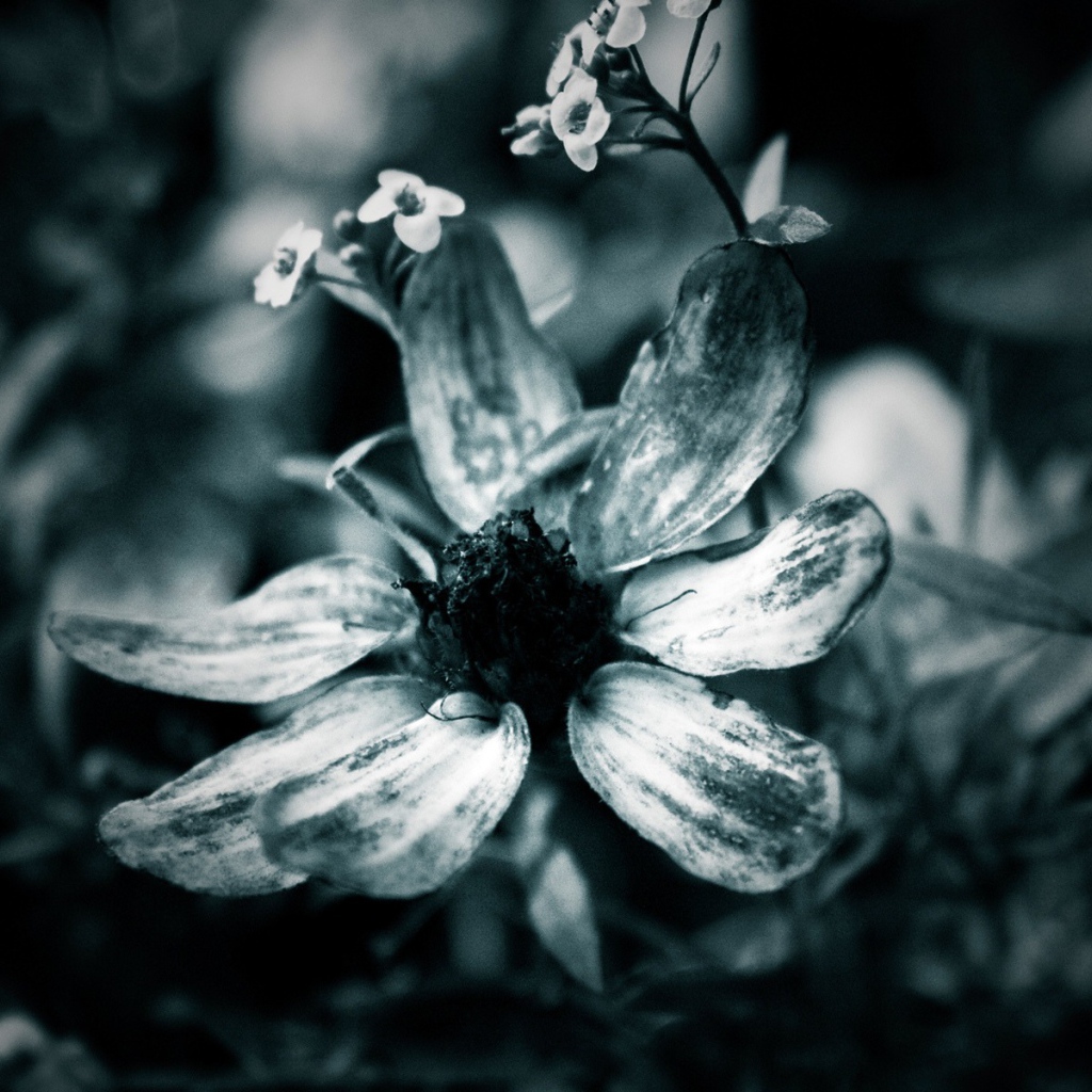 Черно-белый цветок