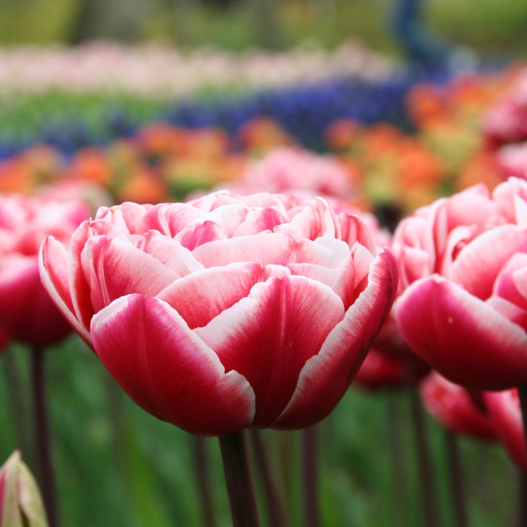 Распустившиеся тюльпаны