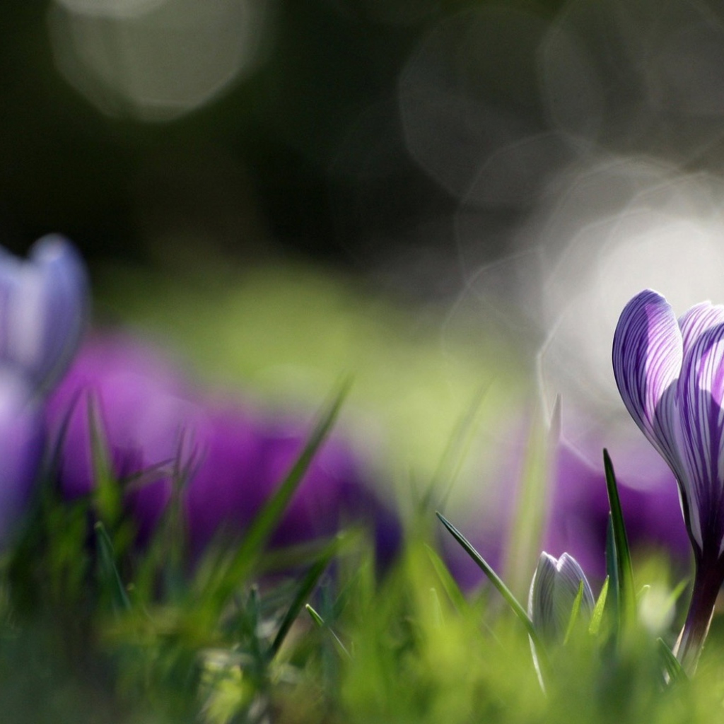 Распустившийся крокус