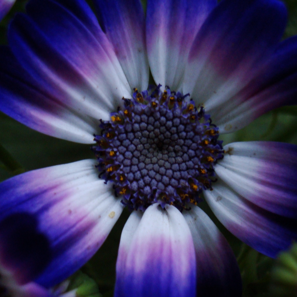 Синий цветок