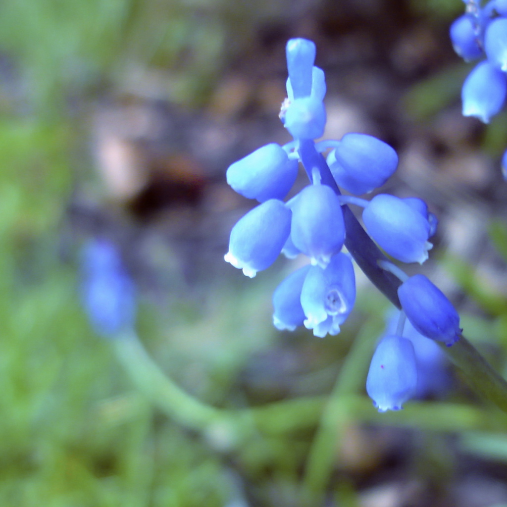 Голубые цветочки