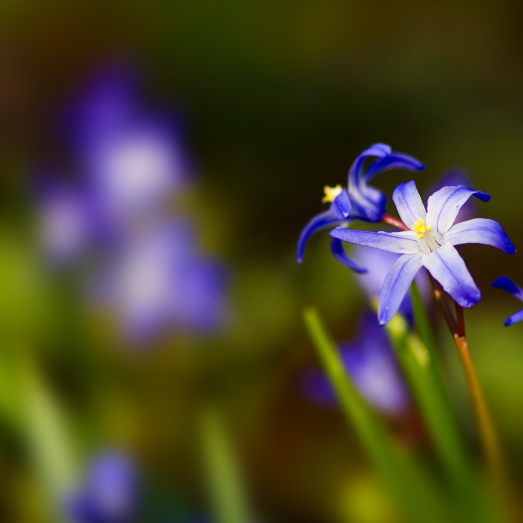 Синии цветочки