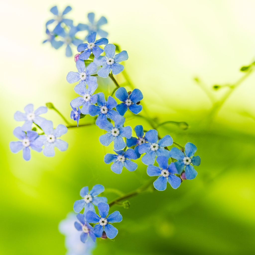 Голубые цветочки