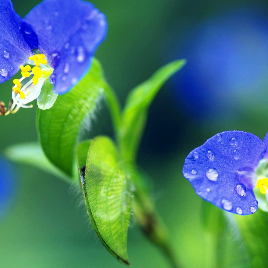 Синие цветочки