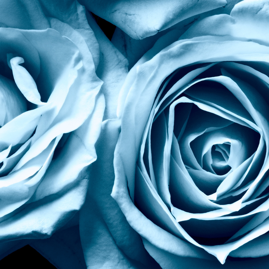 Голубые розы в подарок