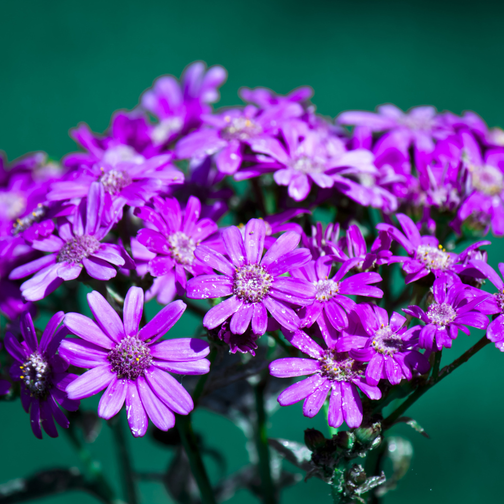 Букет цветов