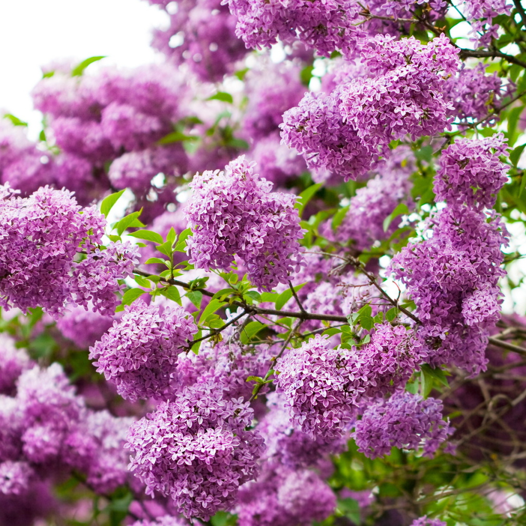 Ветки сирени