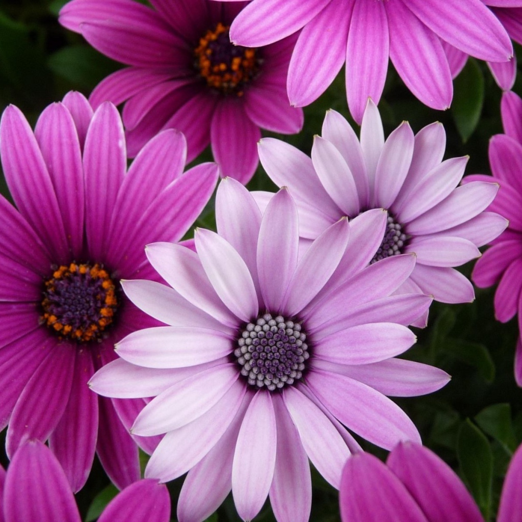 Яркие цветы