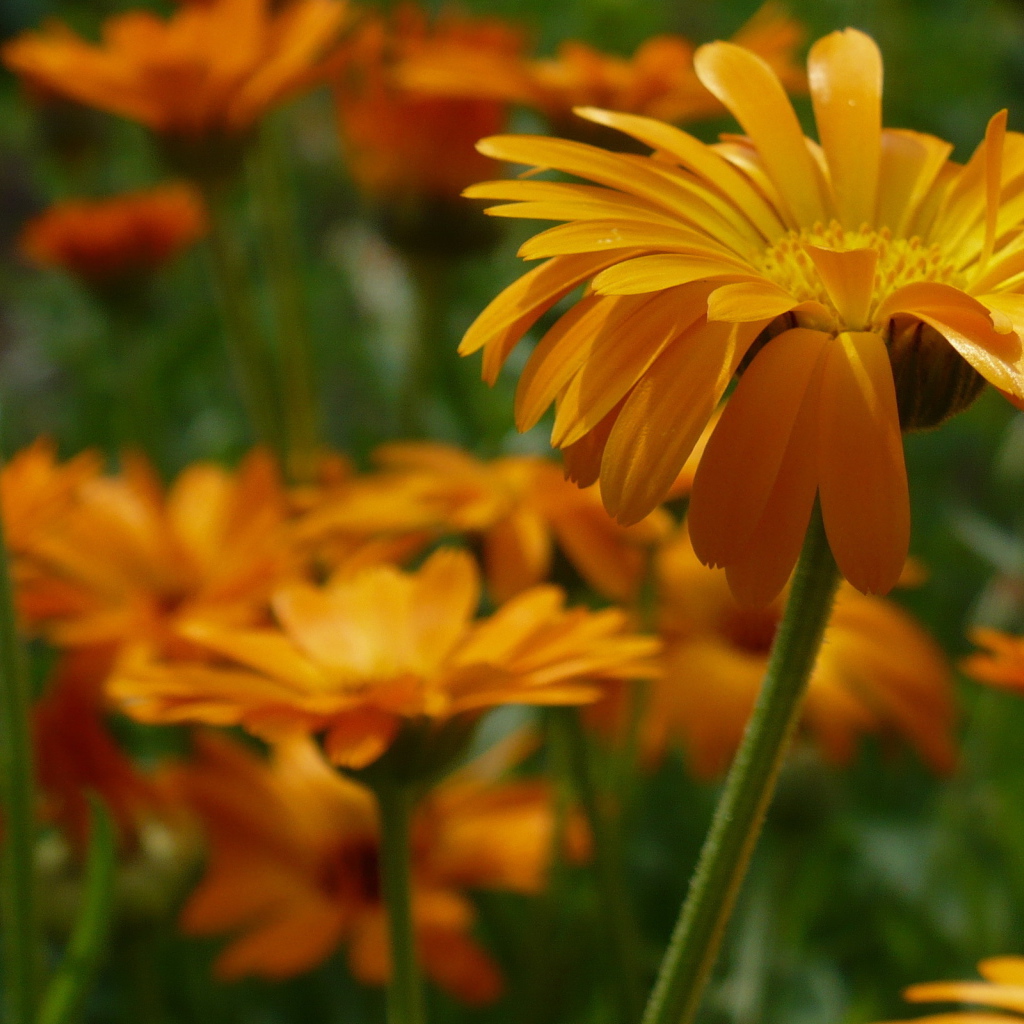 Яркие герберы